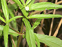 Eclipta Prostrata