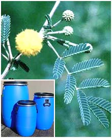 Acacia Catechu Extract