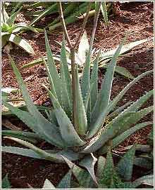 Aloe Vera