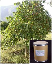Boswellia Serrata Extract