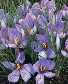 Crocus Sativus