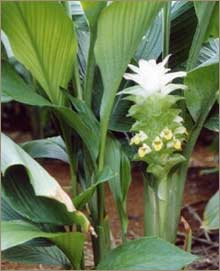 Curcuma Longa 95%