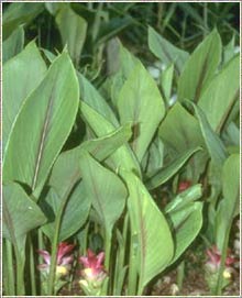 Curcuma Zedoaria