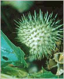 Datura Stramonium