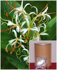Hedychium Spicatum Extract