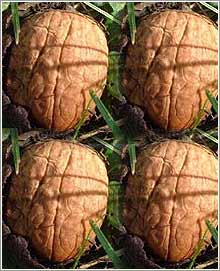 Juglans Regia