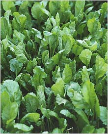 Lepidium Sativum