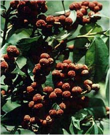 Mallotus Philippinensis