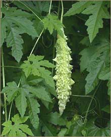 Momordica Charantia