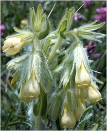 Onosma Hispidum