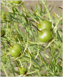 Peganum Harmala