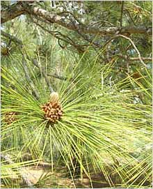 Pinus Roxburghii