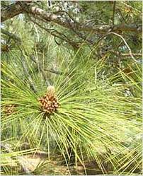 Pinus Roxburghii