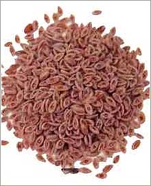 Psyllium Husk