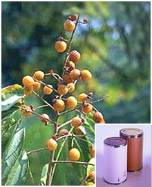 Sapindus Mukorossi Extract