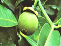 Garcinia Cambogia