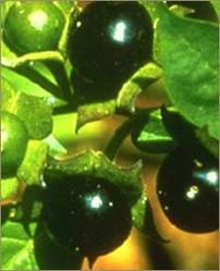 Solanum Indicum