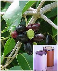 Syzygium Cumini Extract