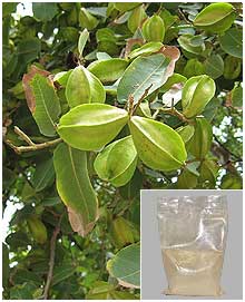 Terminalia Arjuna Extract