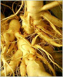 Zingiber Officinalis