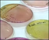 Microbiological Testing