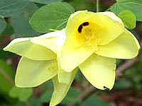 Bauhinia Variegata