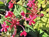 Plumbago Indica