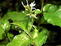 Plumbago Zeylanica