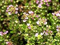 Thymus Vulgaris