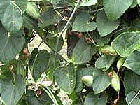 Trichosanthes Dioica