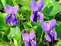 Viola Odorata