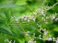 Vitex Negundo