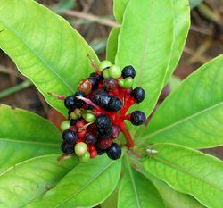 Rauwolfia Serpentina