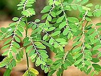 Phyllanthus Niruri