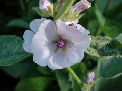 Althaea Officinalis