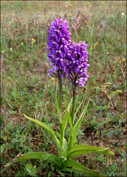 Dactylorhiza Hatagirea