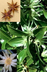 Illicium Verum