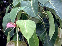 Ficus Religiosa