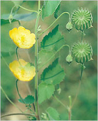 Abutilon Indicum