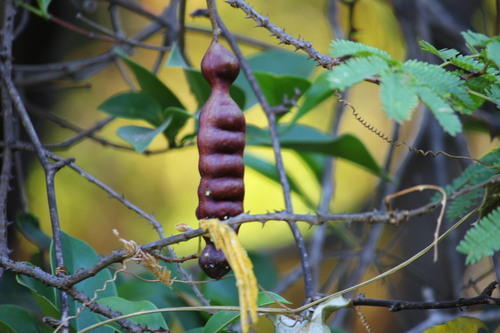 Acacia Concina