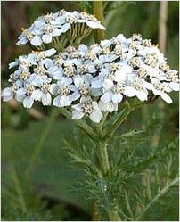 Achillea Millefolium