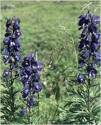 Aconitum Heterophyllum