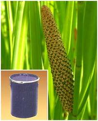 Acorus Calamus Extract