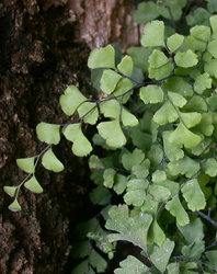 Adiantum Capillus