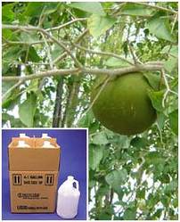 Aegle Marmelos Extract