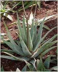 Aloe Vera