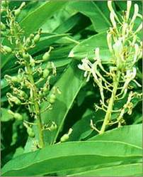 Alpinia Galanga