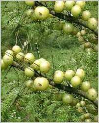 Emblica Officinalis