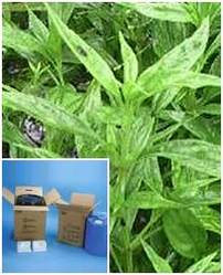 Andrographis Paniculata Extract