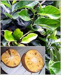 Artocarpus Heterophyllus